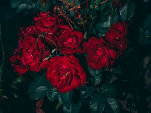 Превью обои розы, красный, куст, садовый, цветение, листья