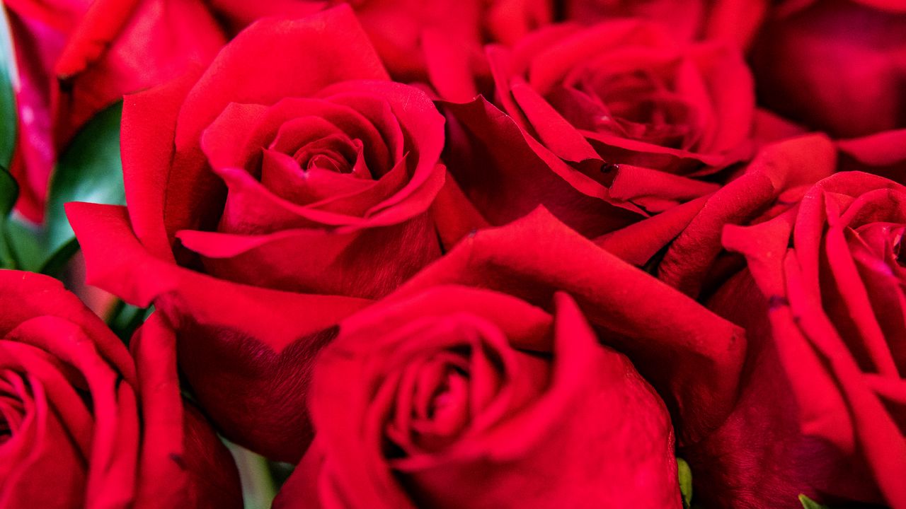 Обои розы, красный, лепестки, букет