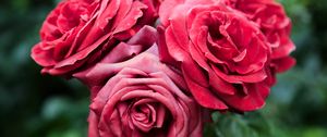 Превью обои розы, красный, цветы, крупный план, цветение, растение