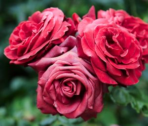 Превью обои розы, красный, цветы, крупный план, цветение, растение