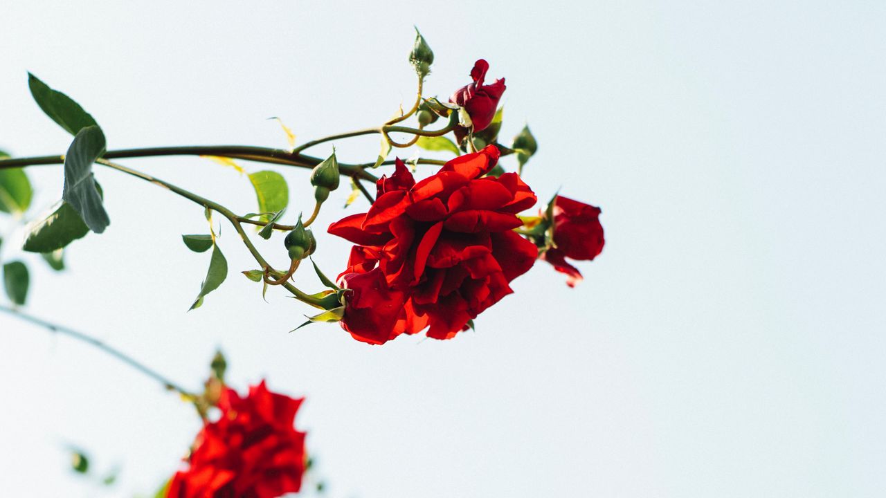 Обои розы, красный, цветы, цветение, растение
