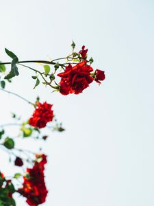 Превью обои розы, красный, цветы, цветение, растение