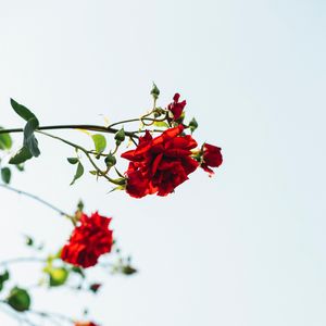 Превью обои розы, красный, цветы, цветение, растение