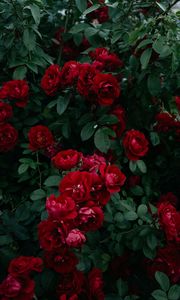 Превью обои розы, куст, сад, садовый, бутон, красный, цветение, листья