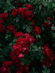 Красные розы x картинки (85 фото) на мобильный телефон скачать обои