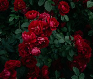 Превью обои розы, куст, сад, садовый, бутон, красный, цветение, листья