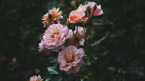 Превью обои розы, куст, садовый, цветение, бутоны