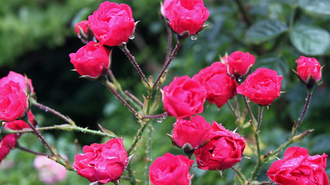 Обои розы, куст, шипы, капли, дождь, свежесть
