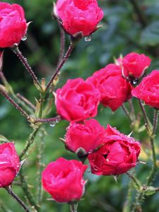 Превью обои розы, куст, шипы, капли, дождь, свежесть