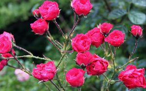 Превью обои розы, куст, шипы, капли, дождь, свежесть