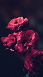 Превью обои розы, куст, цветение, бутоны, розовый
