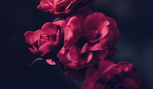 Превью обои розы, куст, цветение, бутоны, розовый