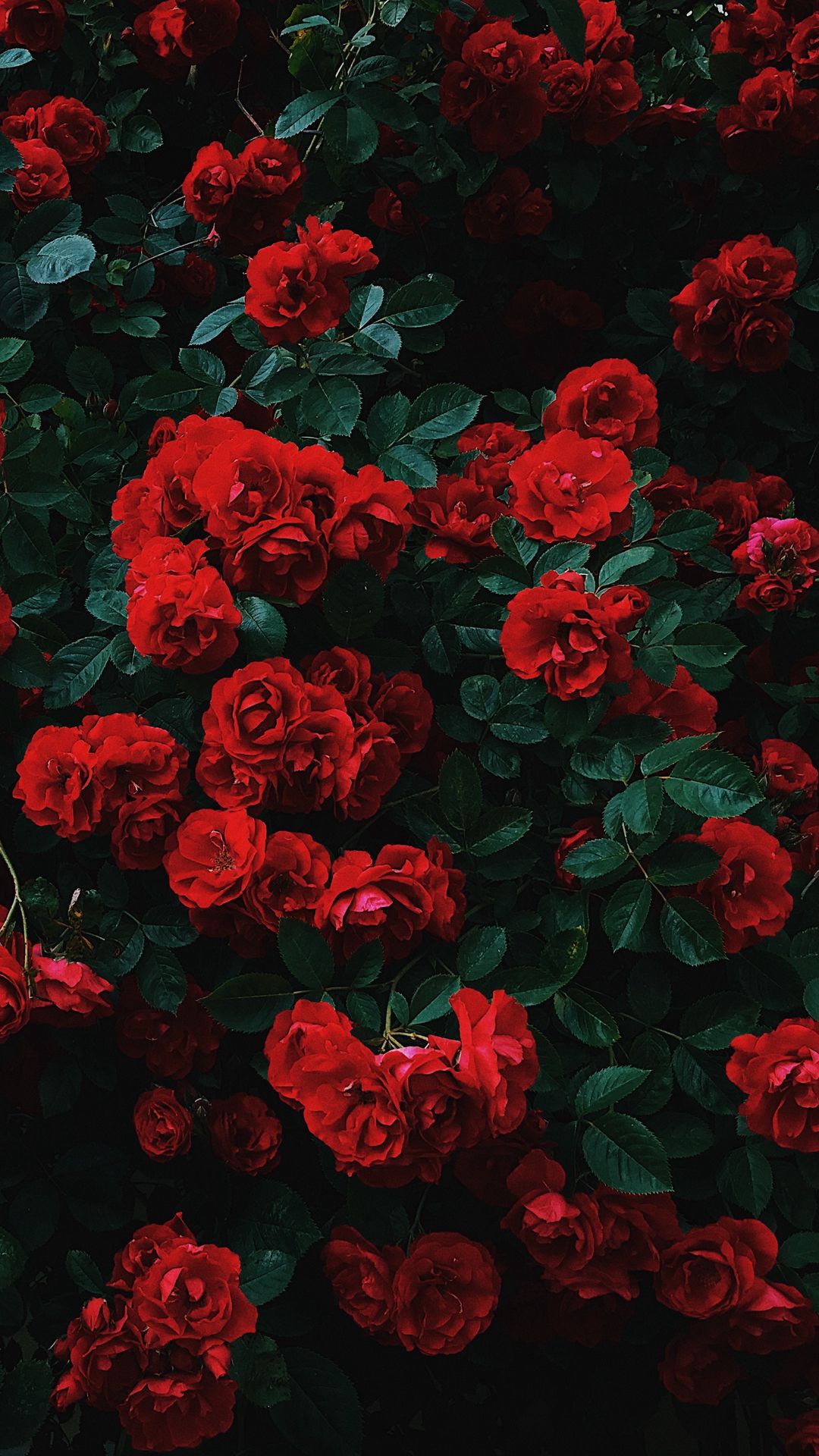 1080x1920 Обои розы, куст, цветение, сад, садовый, красный, контраст