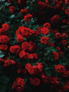 Превью обои розы, куст, цветение, сад, садовый, красный, контраст