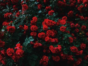 Превью обои розы, куст, цветение, сад, садовый, красный, контраст