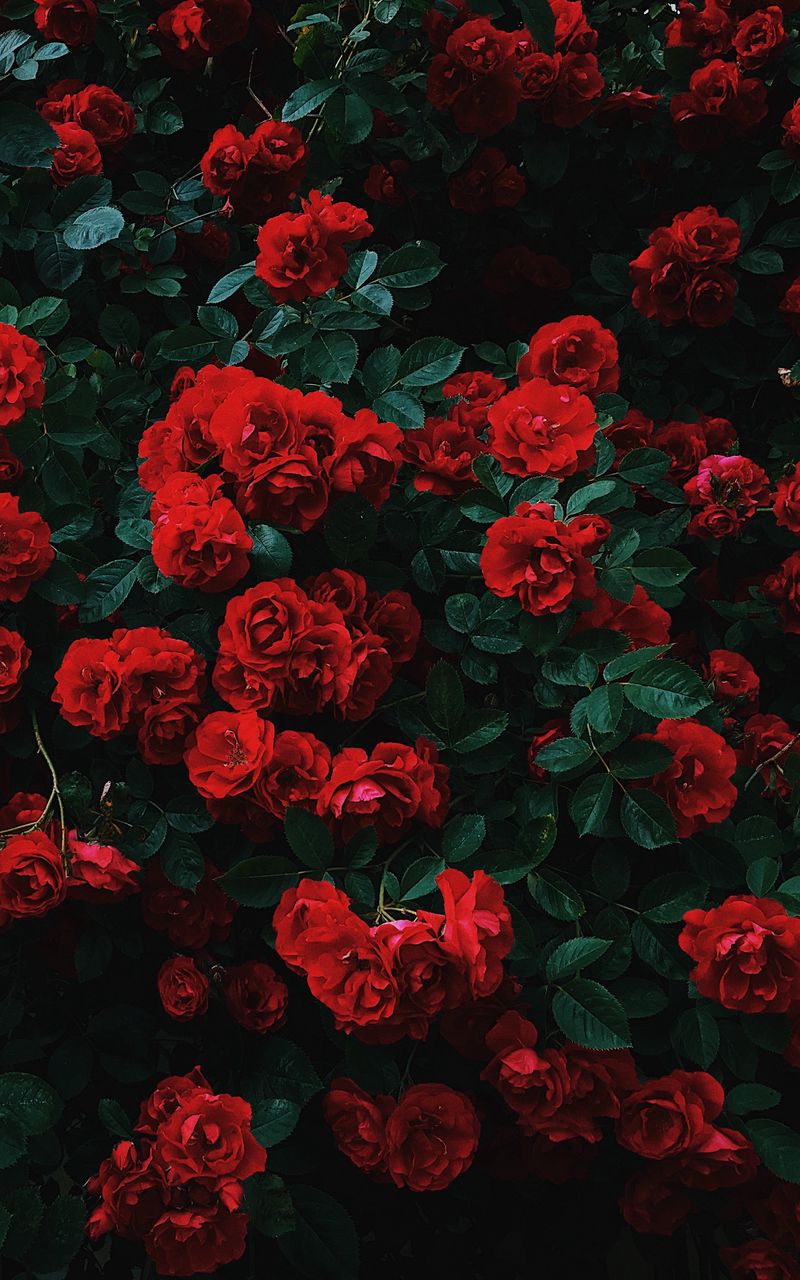 800x1280 Обои розы, куст, цветение, сад, садовый, красный, контраст