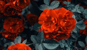 Превью обои розы, куст, цветы, бутоны, красный