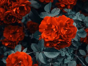 Превью обои розы, куст, цветы, бутоны, красный