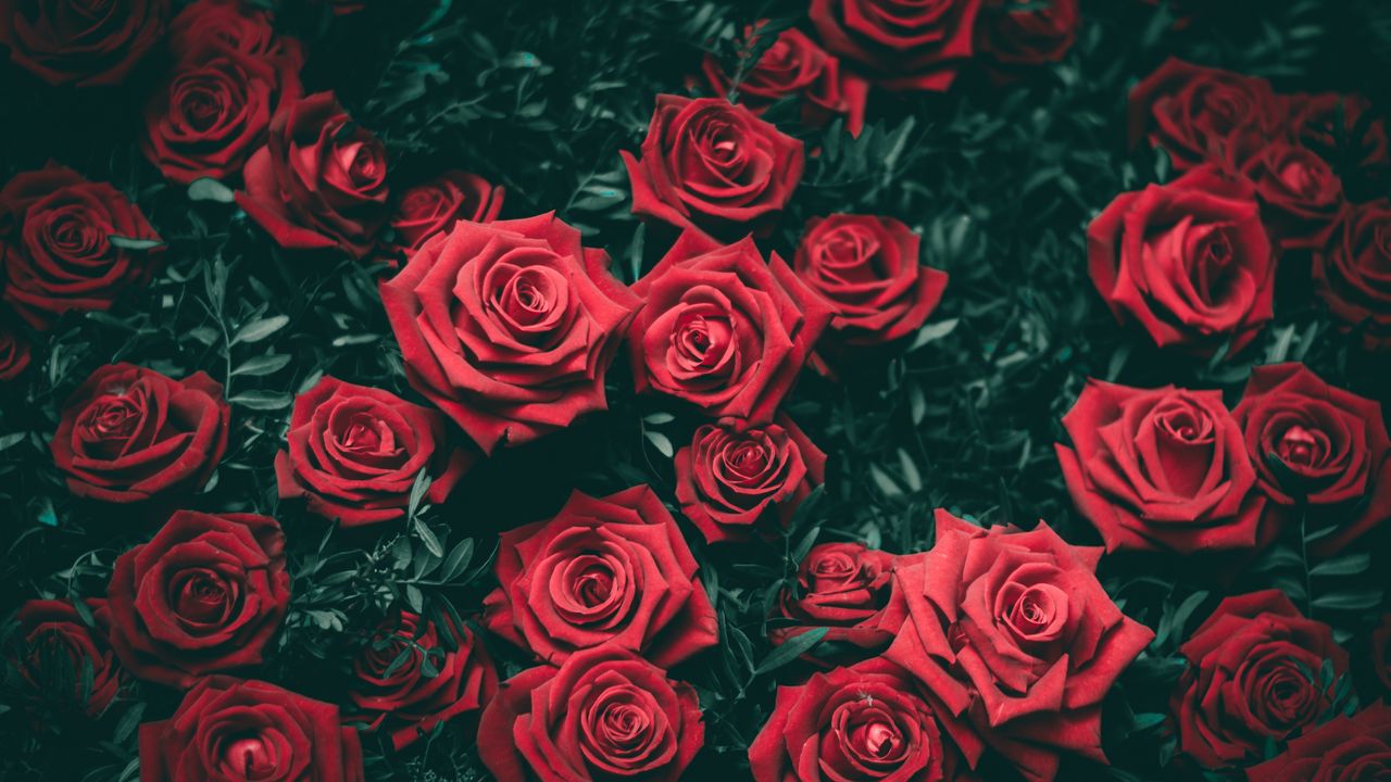 Обои розы, кусты, красный, бутоны