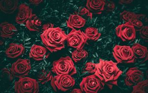 Превью обои розы, кусты, красный, бутоны