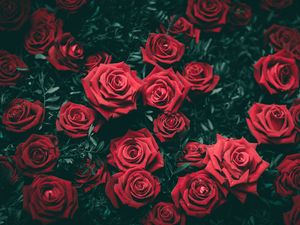 Превью обои розы, кусты, красный, бутоны