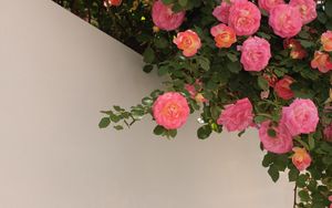 Превью обои розы, кусты, цветение, стена