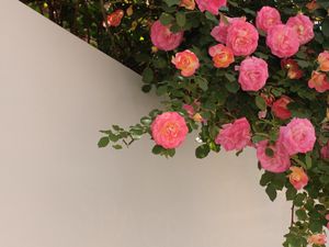 Превью обои розы, кусты, цветение, стена