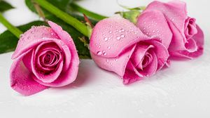 Превью обои розы, лепестки, бутоны, цветы, капли, розовый
