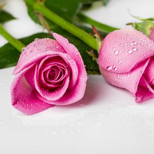Превью обои розы, лепестки, бутоны, цветы, капли, розовый