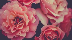 Превью обои розы, лепестки, насекомое, макро, розовый, цветы