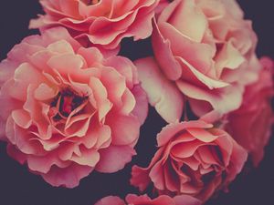 Превью обои розы, лепестки, насекомое, макро, розовый, цветы