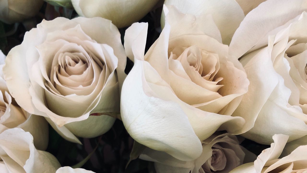 Обои розы, лепестки, цветы, белый