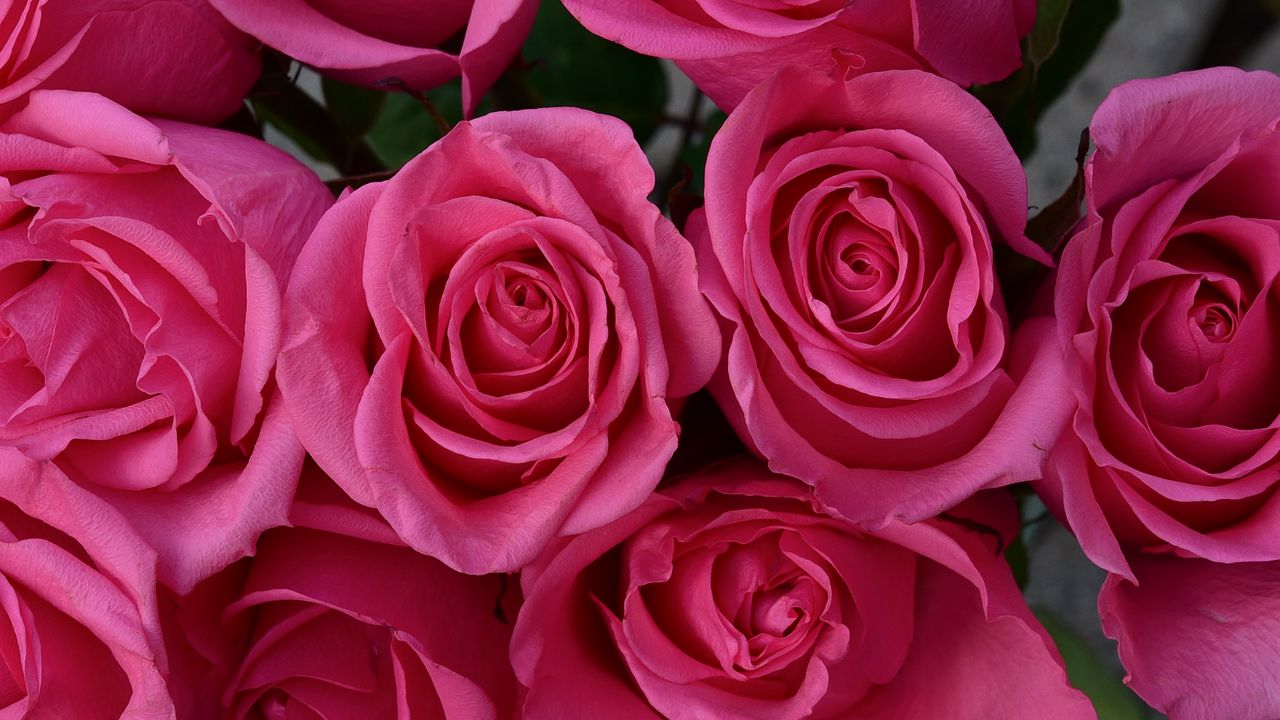 Обои розы, лепестки, цветы, нежность, розовый