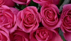 Превью обои розы, лепестки, цветы, нежность, розовый