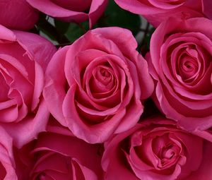 Превью обои розы, лепестки, цветы, нежность, розовый