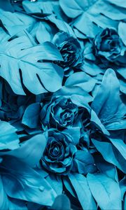 Превью обои розы, листья, краска, голубой