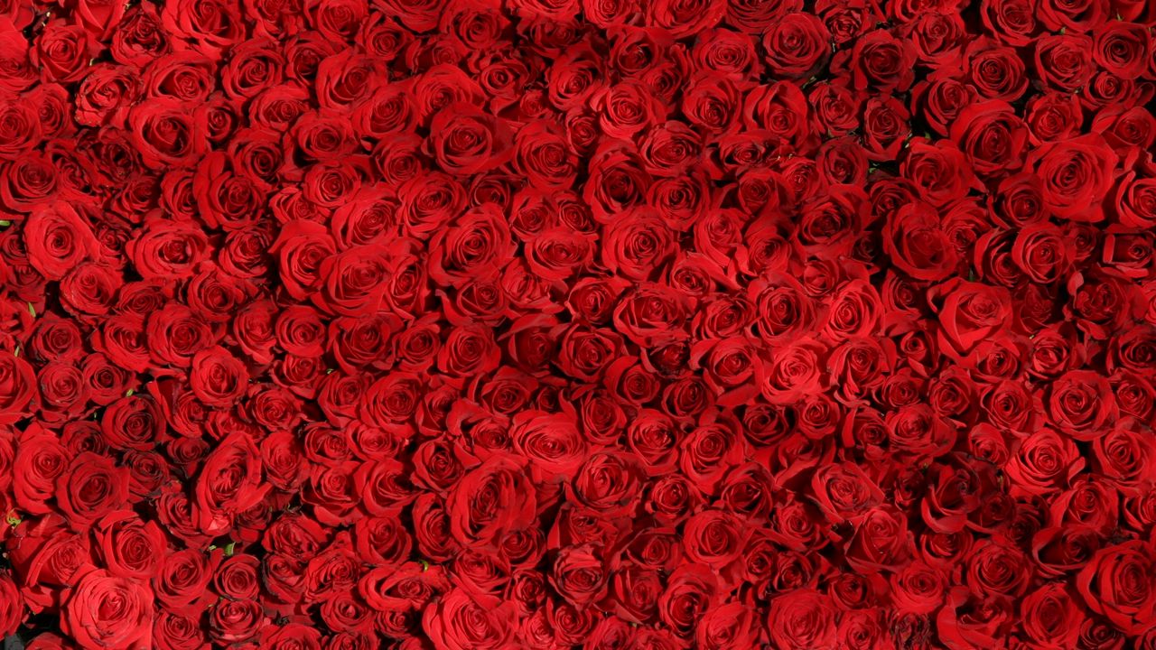 Обои розы, много, красный, поверхность