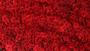 Превью обои розы, много, красный, поверхность