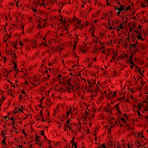 Превью обои розы, много, красный, поверхность