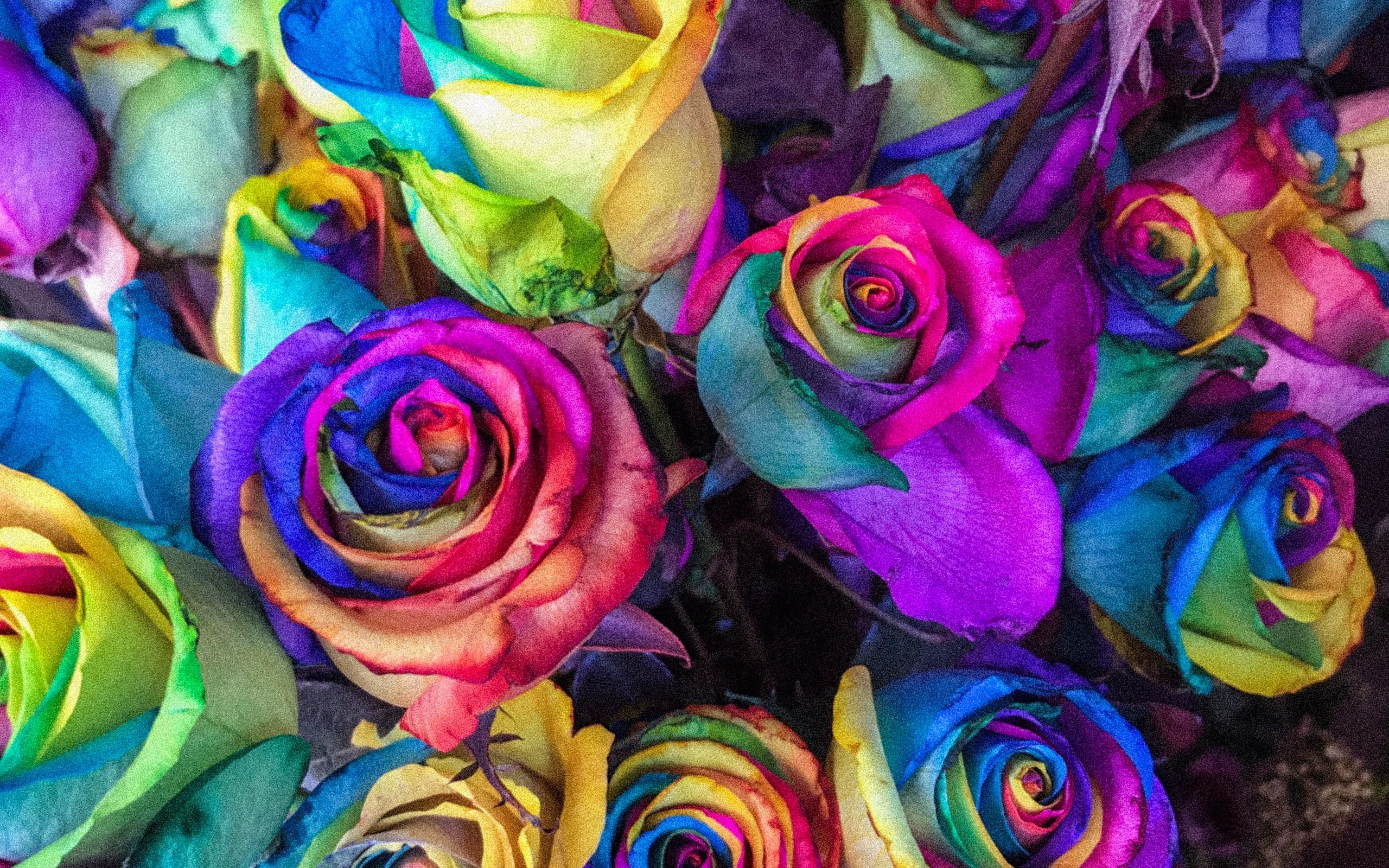 Сделай цвет разноцветным. Разноцветные цветы. Радужные розы. Радужный цветок.