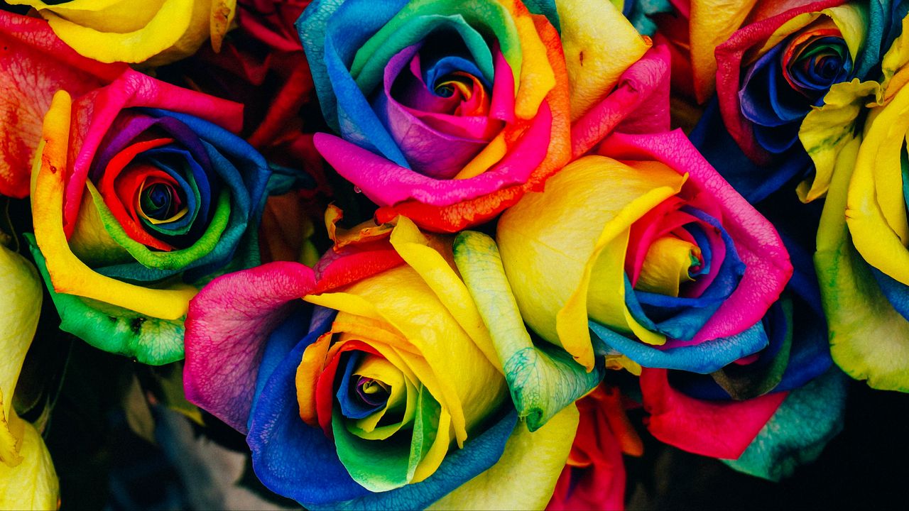 Обои розы, разноцветный, радужный