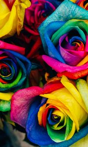 Превью обои розы, разноцветный, радужный