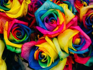 Превью обои розы, разноцветный, радужный