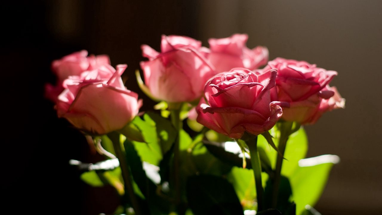Обои розы, розовый, букет, свет, листья