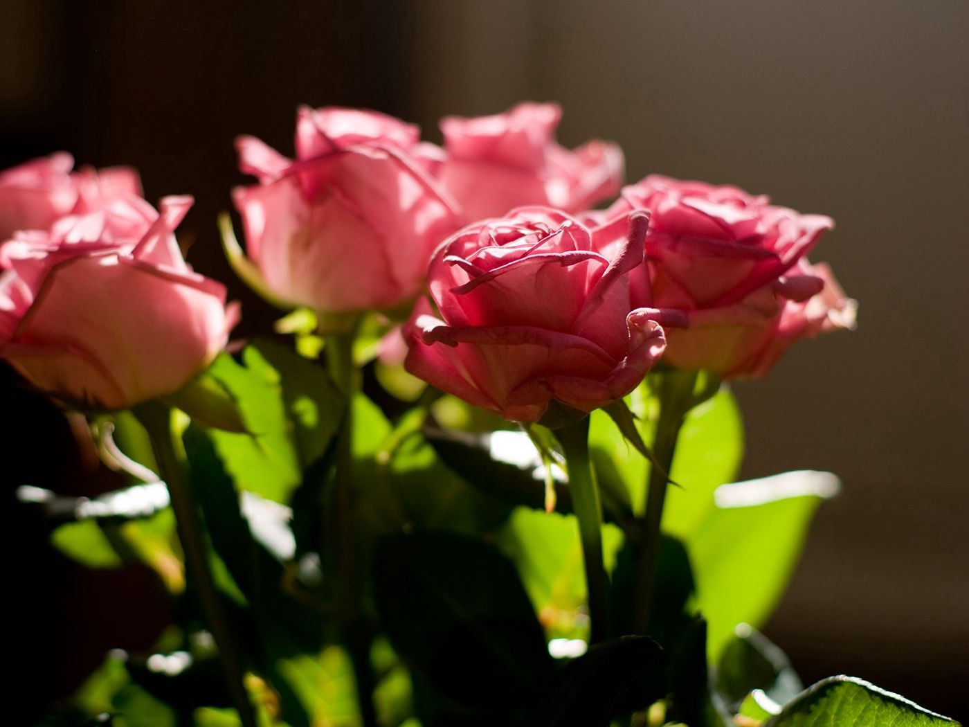 картинки на аву цветы розы