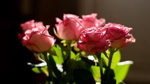 Превью обои розы, розовый, букет, свет, листья