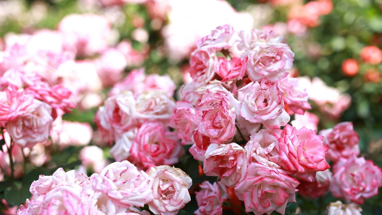 Обои розы, розовый, бутоны, цветение