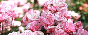 Превью обои розы, розовый, бутоны, цветение