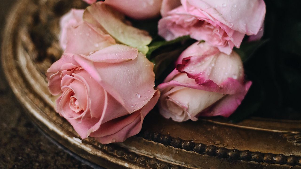 Обои розы, розовый, капли