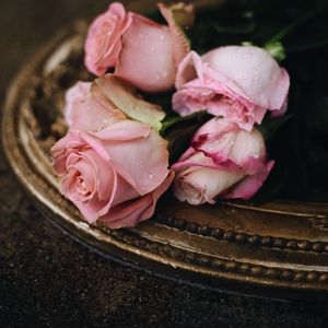 Превью обои розы, розовый, капли
